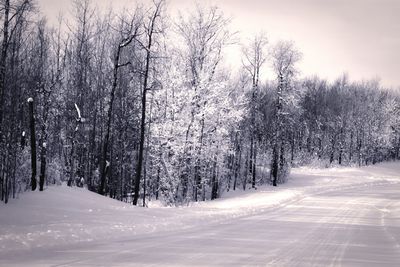 Snow covered road amidst trees in forest