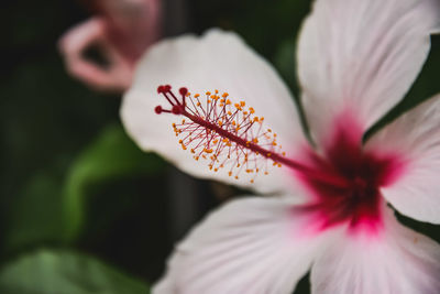 Close-up of flowering plant