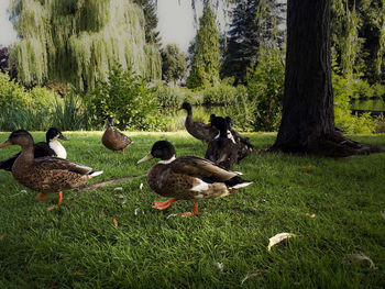 Ducks on a field