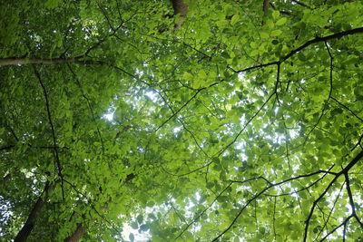 Low angle view of trees