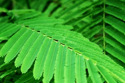 Close-up of green leaves