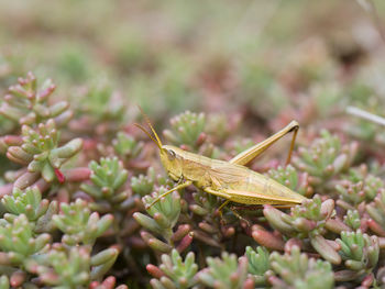 Close-up of insect on plant