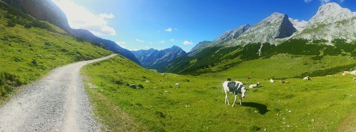 Empty road by cows on grassy field against mountains