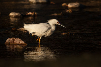 Side view of a bird in water