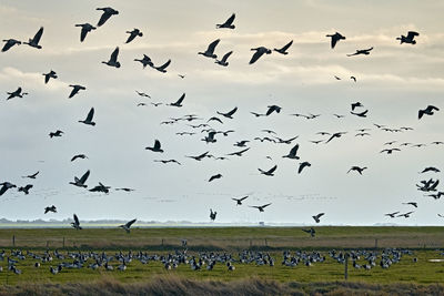 Flock of birds flying in the sky