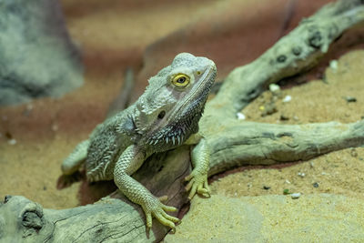 Close-up of lizard on rock