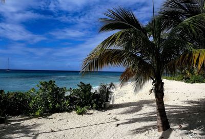 Palm trees by sea against sky