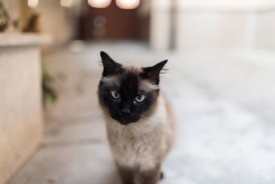 Portrait of cat at home