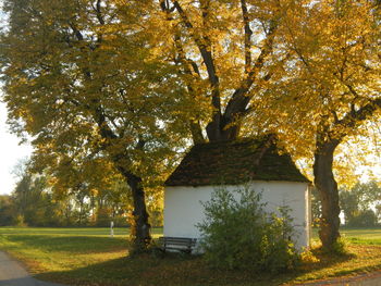 Trees in park