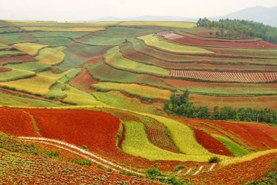 Scenic view of agricultural field