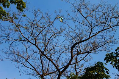 Low angle view of bare tree against clear blue sky
