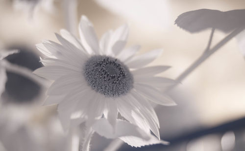 Close-up of white daisy flower