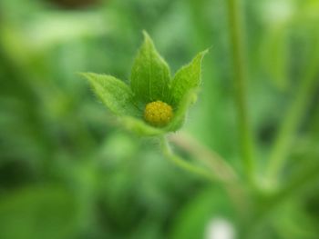 Close-up of fresh green plant