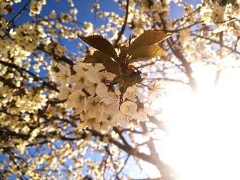 Low angle view of white flowers blooming on tree against sky