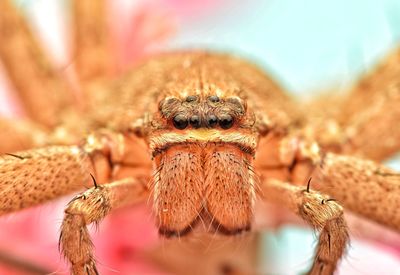 Close-up of spider