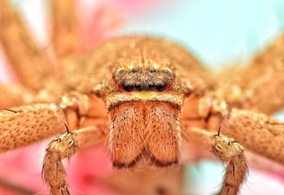 Portrait of heteropoda venatoria huntsman spider