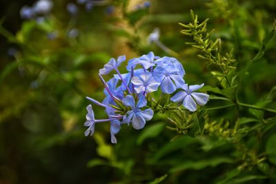 Close-up of purple flowering plant