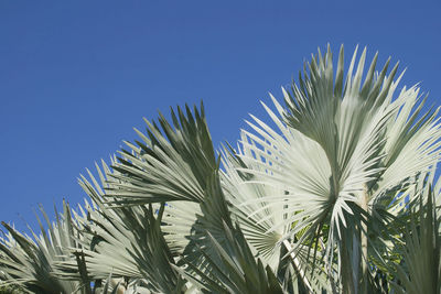 Low angle view of palm tree against clear blue sky