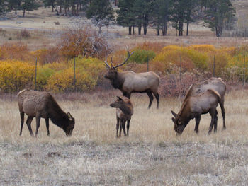 Elks grazing in a field