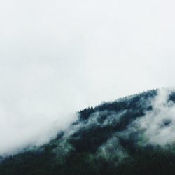 Low angle view of trees against sky