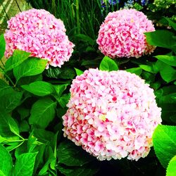 Close-up of pink flowers blooming in park