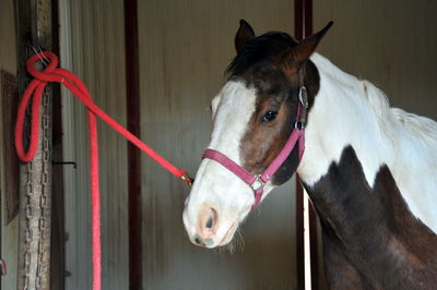 Close-up of horse in stable