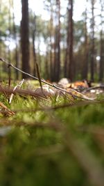 Close-up of leaf on tree trunk in forest