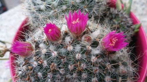 High angle view of cactus plants