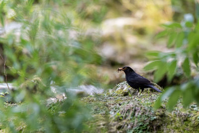 Bird perching on a land