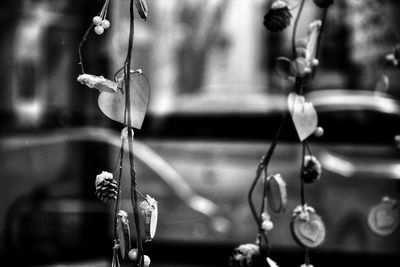 Close-up of water drop hanging on twig