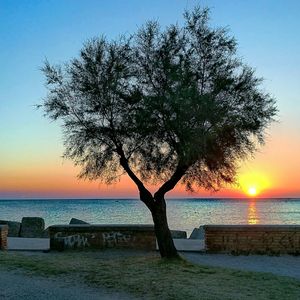 Close-up of tree at beach during sunset