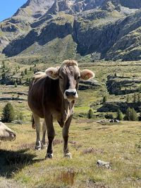 View of cow on field