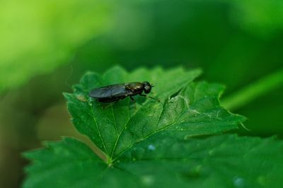 Close-up of insect on leaf