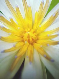 Close-up of yellow flower