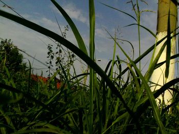 Plants growing on field