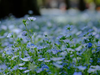 Close-up of white flowering plant on field