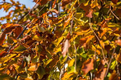 Close-up of yellow maple leaves on tree