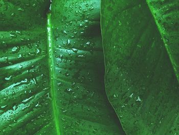 Full frame shot of wet leaves during rainy season