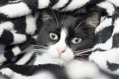 Close-up portrait of a cat