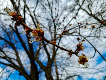 Low angle view of flower tree against sky