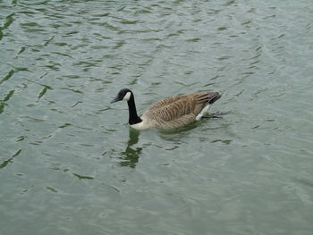 Duck swimming on lake