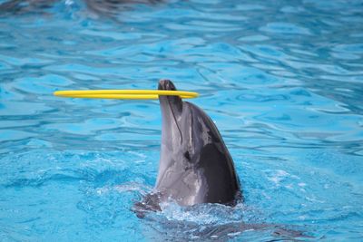 Dolphin balancing ring in swimming pool