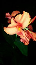 Close-up of day lily blooming against black background