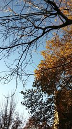 Low angle view of trees against clear sky