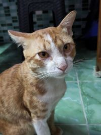 Close-up portrait of cat