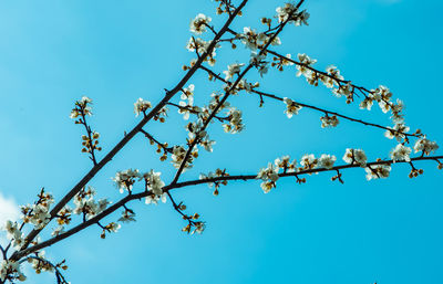 Low angle view of cherry blossom against blue sky