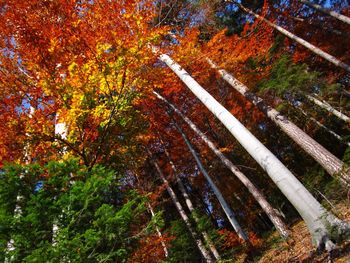 Full frame shot of trees with mountain in background