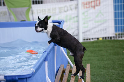 Dog in a swimming pool