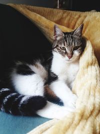 Close-up of cat lying on bed