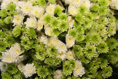 Full frame shot of fresh white flowers